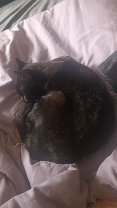 Hotel e Petsitting Patas & Bigodes