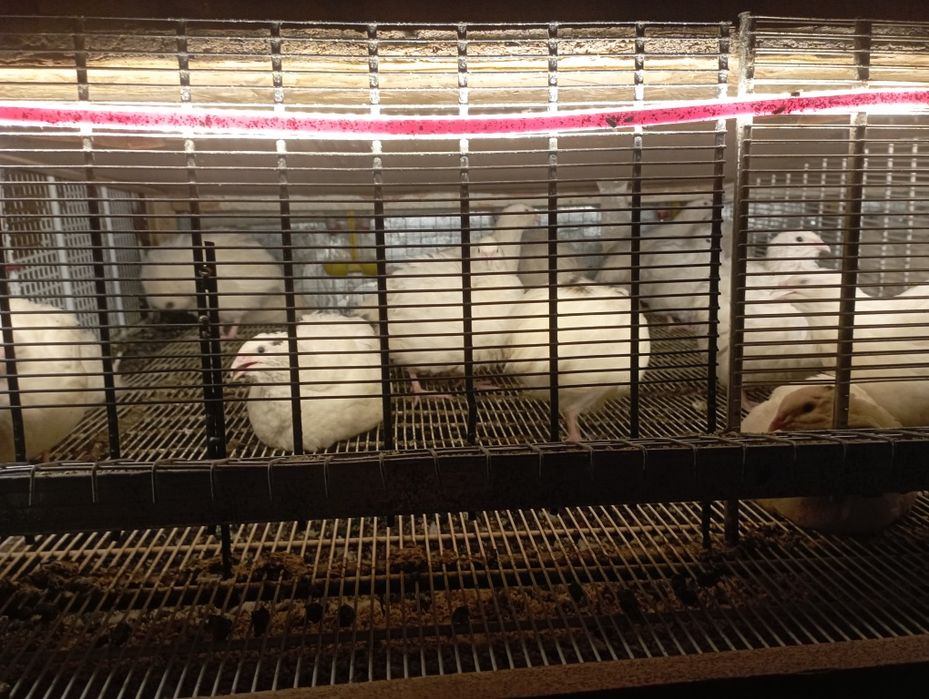 Перепела и перепелиные яйца