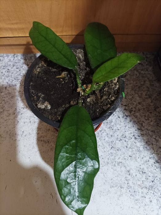 Хойя Керрі зелена