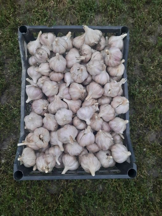 Часник великий і малий, сорт "Ірен"