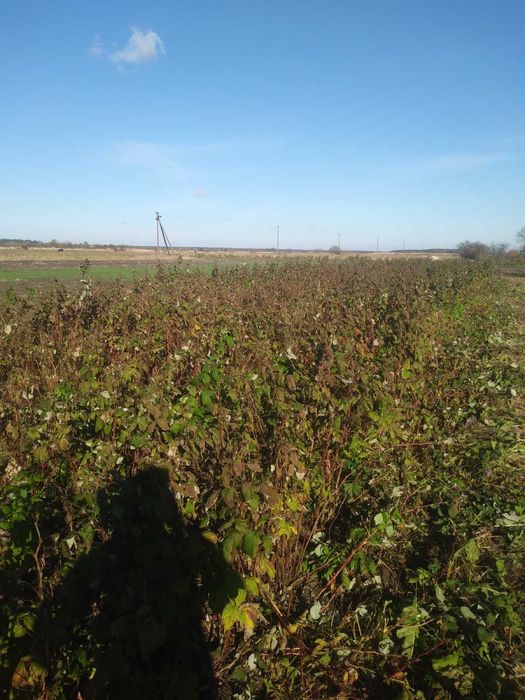 Продам саджанці малини (пізня)