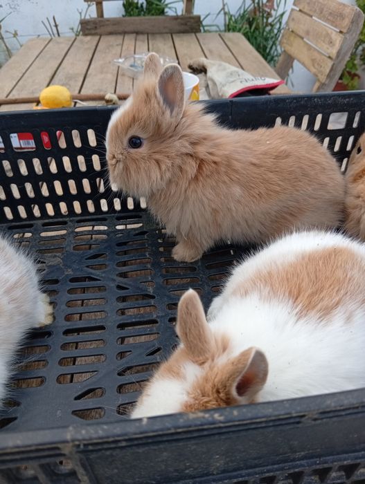Coelhos anões lindos