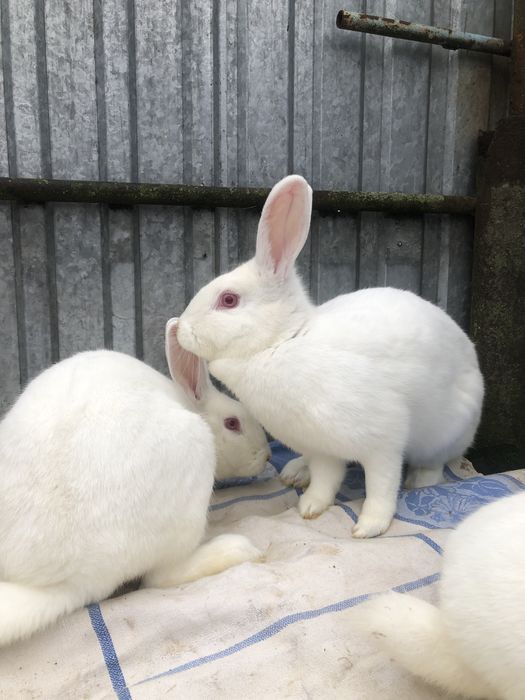 Кролі термонці