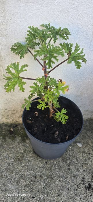 Vende-se mudas de citronela.