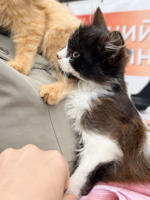 Кошенята в добрі руки