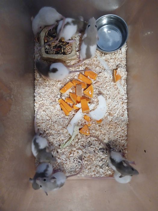 Продам крысят дамбо