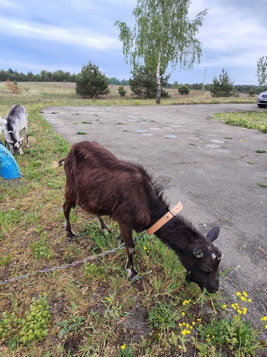 Продам безрогу козу