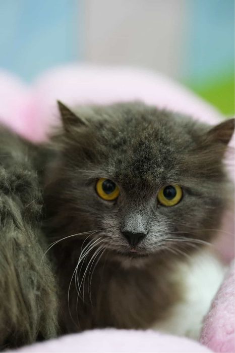Котик шукає родину, віддам кота