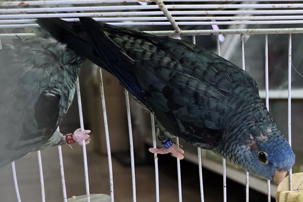 Catarinas azuis lindas