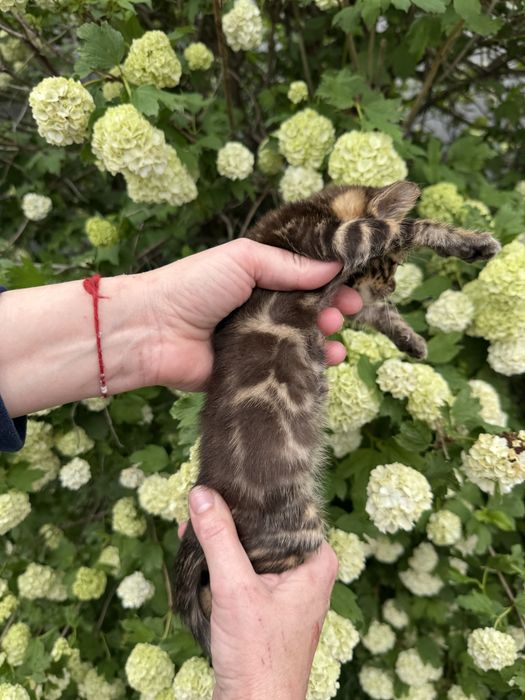 Бенгальские котята с документами