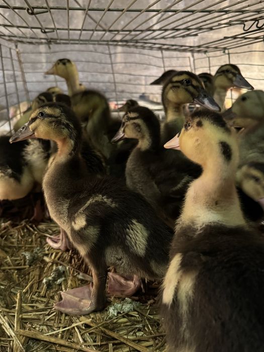 Kaczki - różne rasy i wielkości