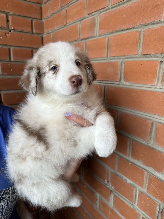 Цуценята бордер колі