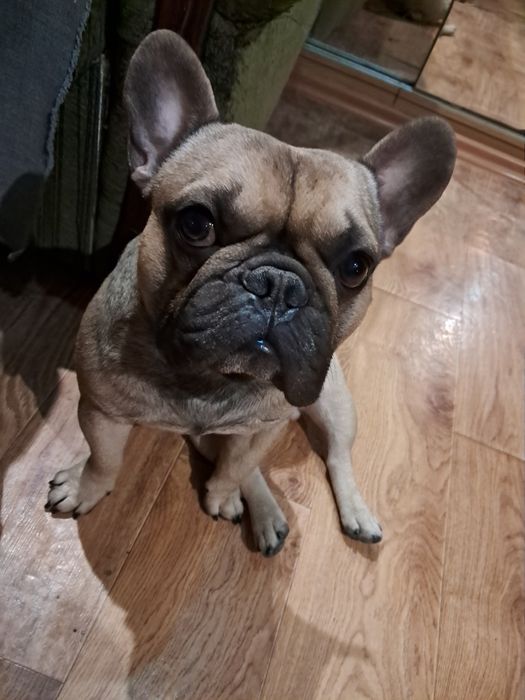 Французский бульдог