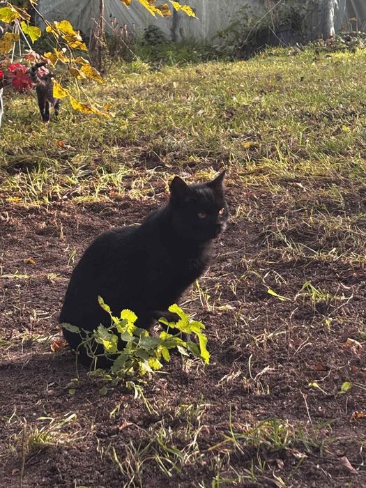 Odam kotki w dobre rece