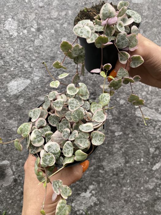 Церопегія Вуду Варієгатна , Ceropegia Woodii Variegata