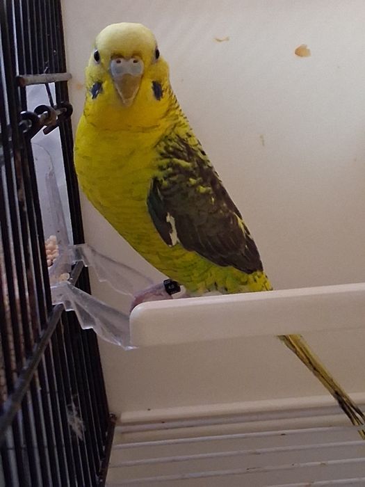 2 Casalinhos  de piriquitos asas negras