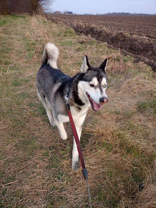 Teri-cudowny husky do adopcji