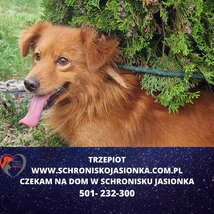 Trzepiot do adopcji – Schronisko Jasionka