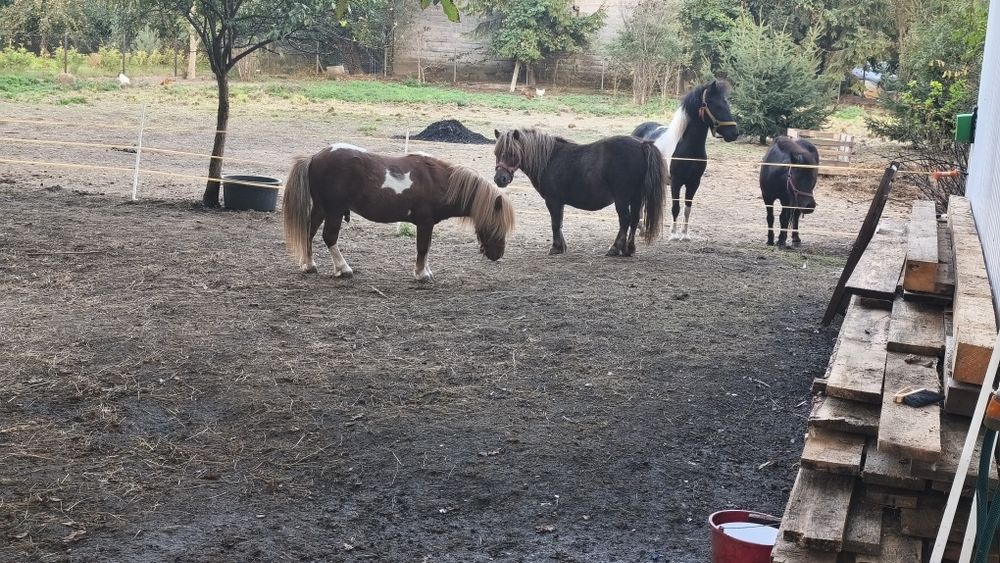 Klacz kasztanka i ogier srokaty