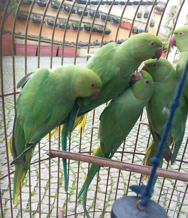 Ring Necks verdes 2024