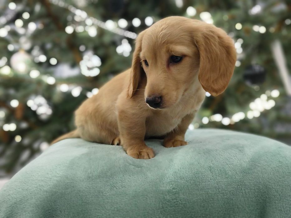 Jamnik miniaturowy długowłosy Kremowy