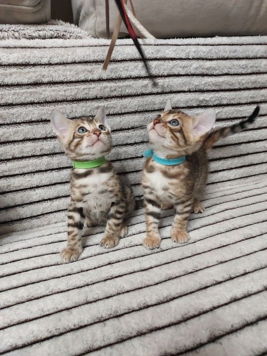 Кошенята бенгальської породи