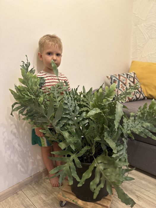 Продам великий напольний вазон папороть