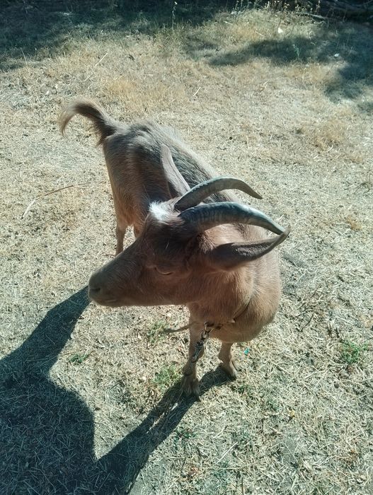 Молодая  коза ищет хозяина.