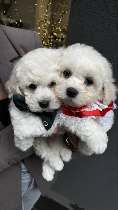 Цуценята бішон фрізе з офіційного розплідника готові до переїзду