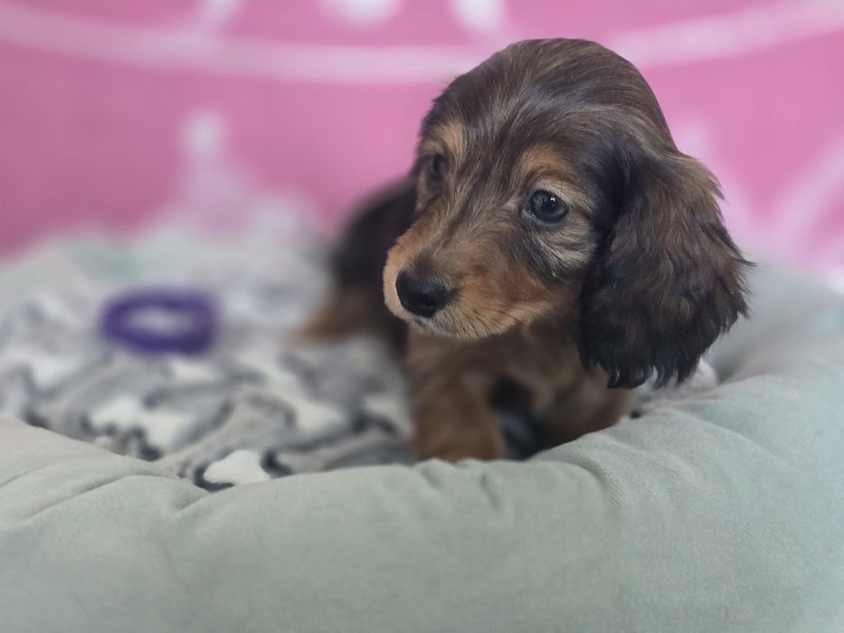 Jamnik miniaturowy długowłosy