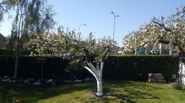 Wiosenne porządki w ogrodzie Koszenie Wertykulacja Przycinanie