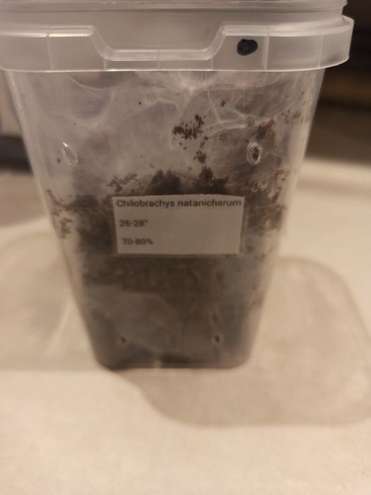 Chilobrachys  Nataniachum