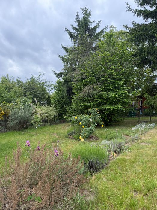 Działka ROD Panorama, Szosa Polska / Nehringa - Widok 3