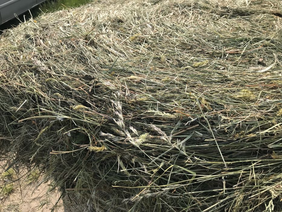 Słoma pszeniczna, żytnia, owsiana, siano, pasza, kulki, bele, kostka