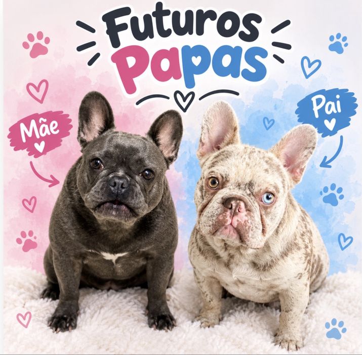 Menino buldog blue pied