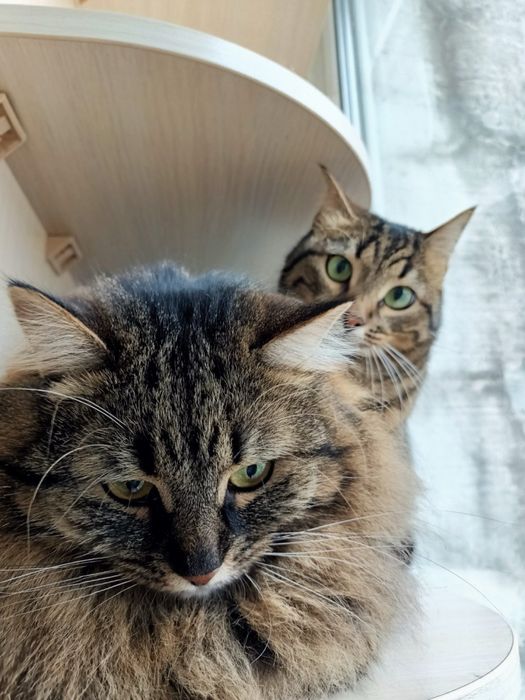 Перетримка котиків та собак, зооняня