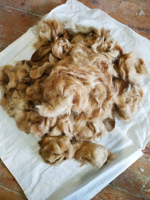 Продам собачью шерсть.