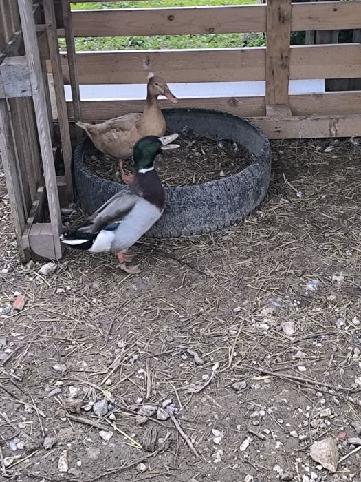 Patos várias mutações