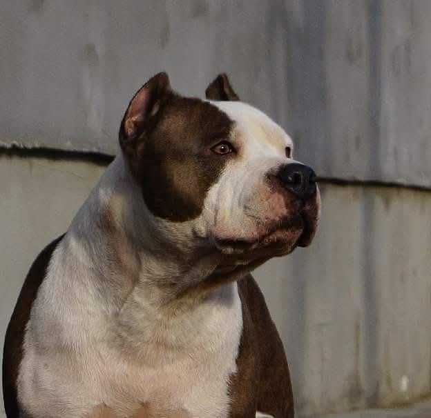 Szczeniak Amstaff,  samiec białogłowy, z rodowodem.  Błękitno pręgowany.