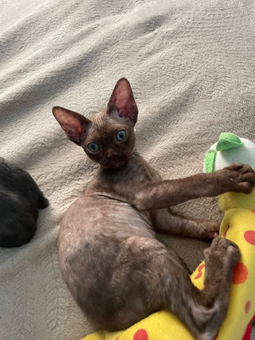 Кошенята девон рекс