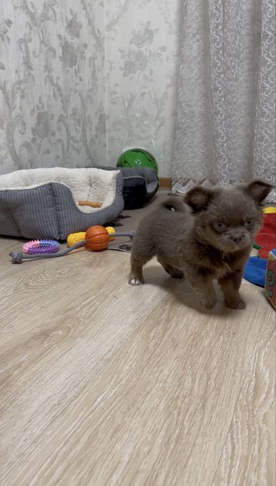 Ліловий хлопчик. Стандарт.