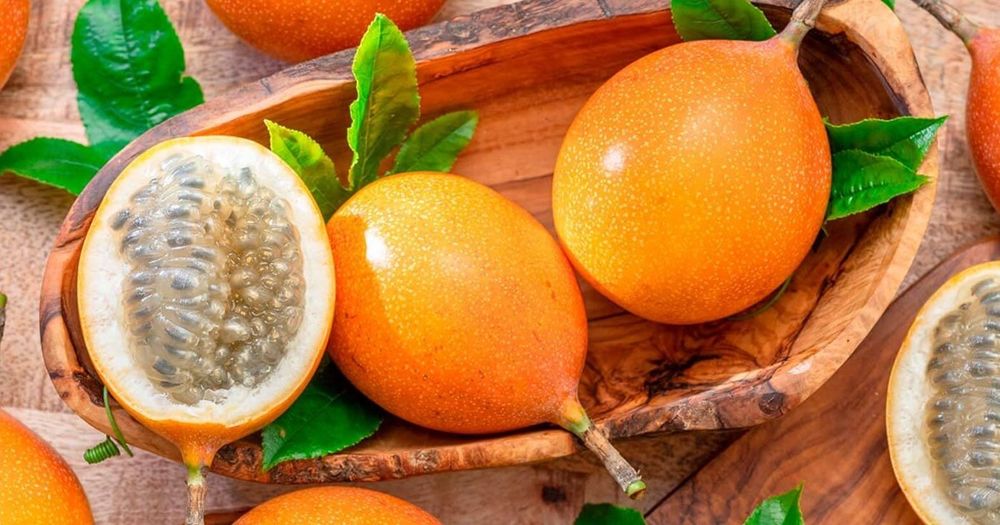 Pés de maracujá granadilha prontos a plantar (S. Miguel Açores)