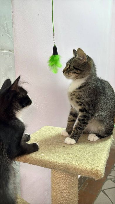 Кошенята в надійні руки