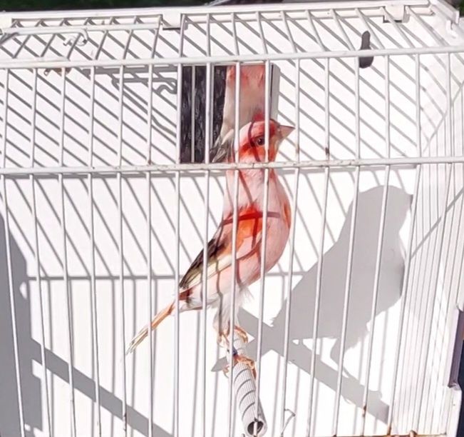 Canarios arlequim português