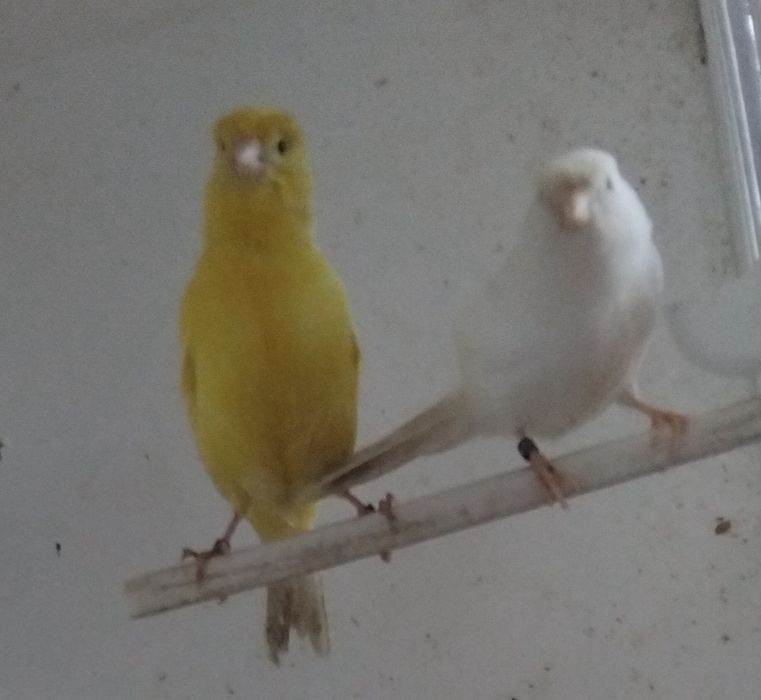 Canários Poupa alemao