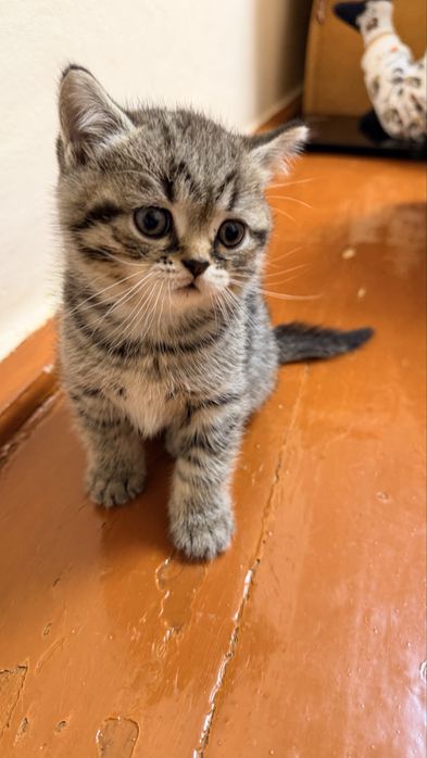 Шотландські кошенята