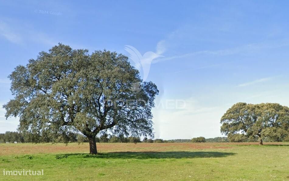 Herdade 170 ha Mombeja - Beja