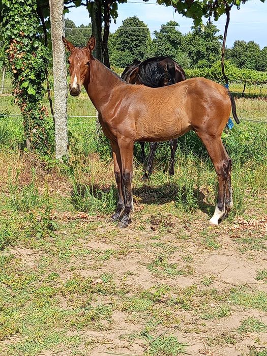 Poldro Lusitano