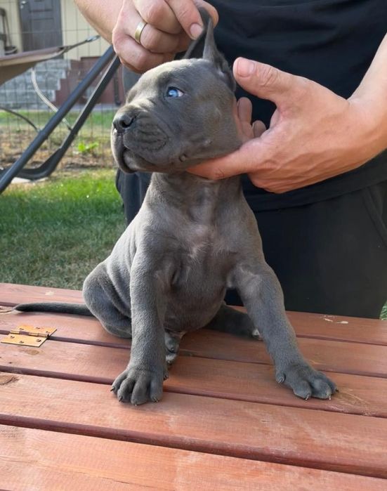 Cane Corso Mocny Pies
