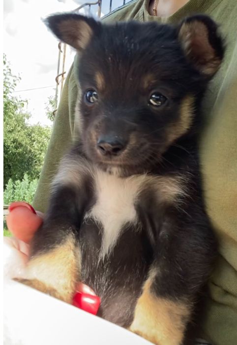 Щенята в добрі руки, безкоштовно